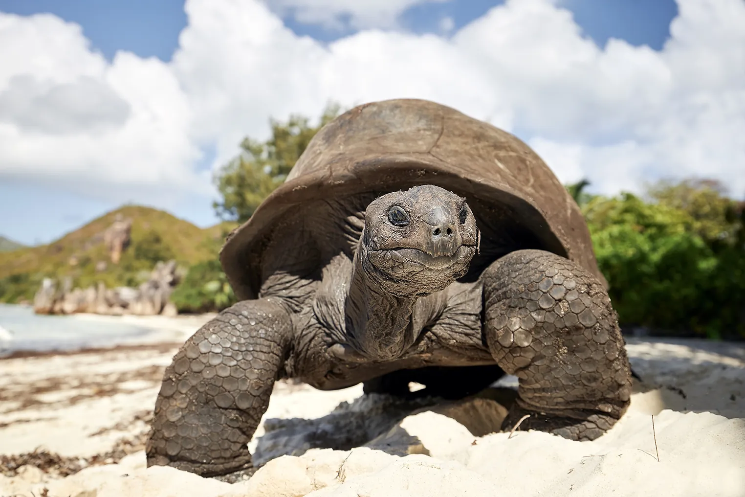 Aldabra giant tortoise on sand beach