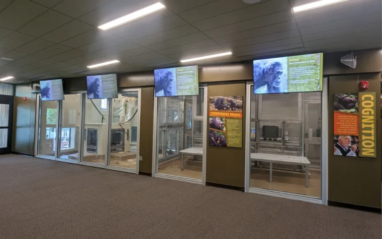 chimpanzee cognition center where you can see chimps using touchscreens