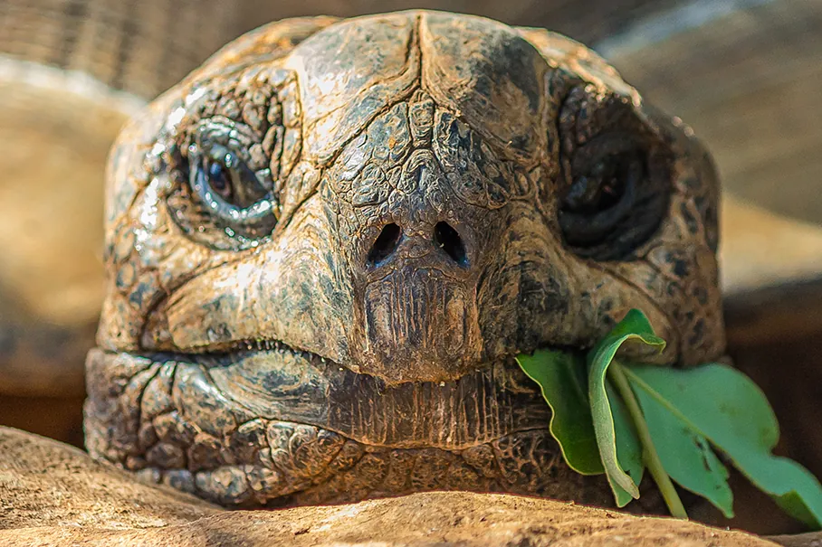 Portrait of a large elephant tortoise (C. elephantopus)