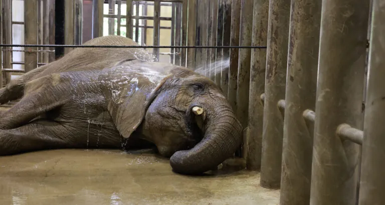 elephant bathing