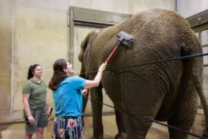 Elephant Bathing