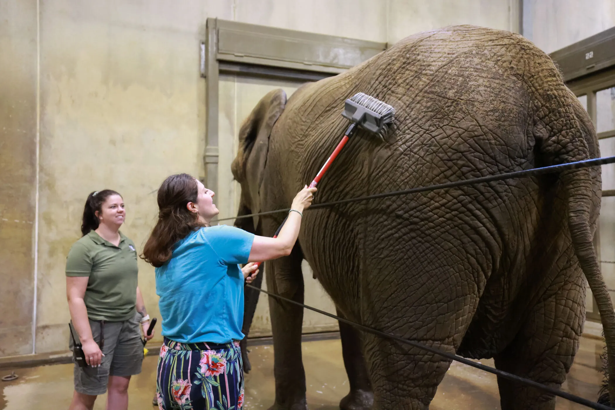 woman scrubbing elephant