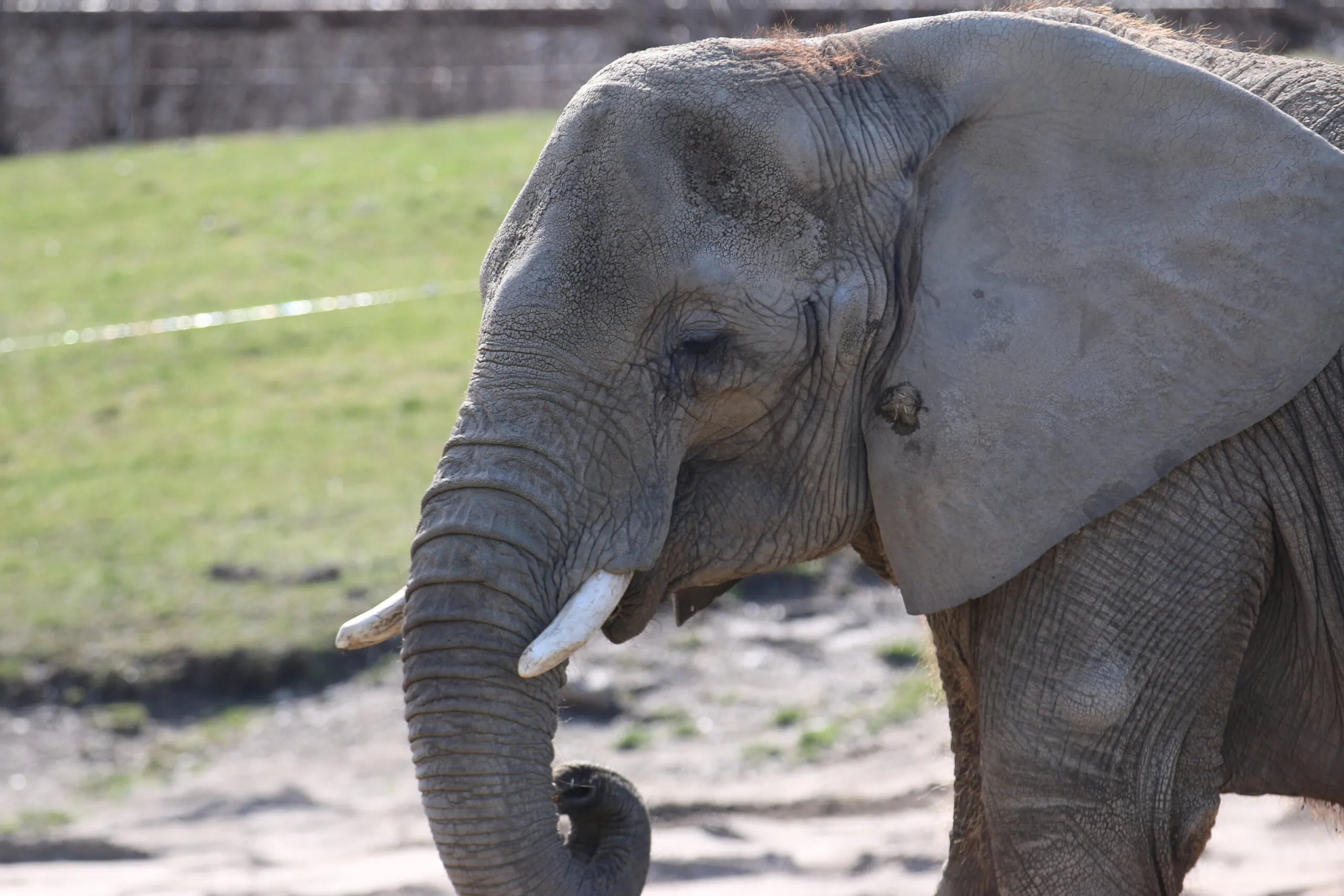 Ivory March 2023