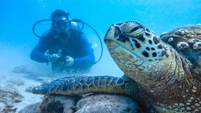 Running Wild_diver photographing turtle