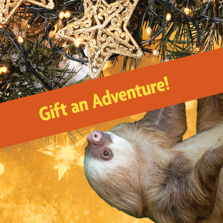 animal adventure holiday sloth
