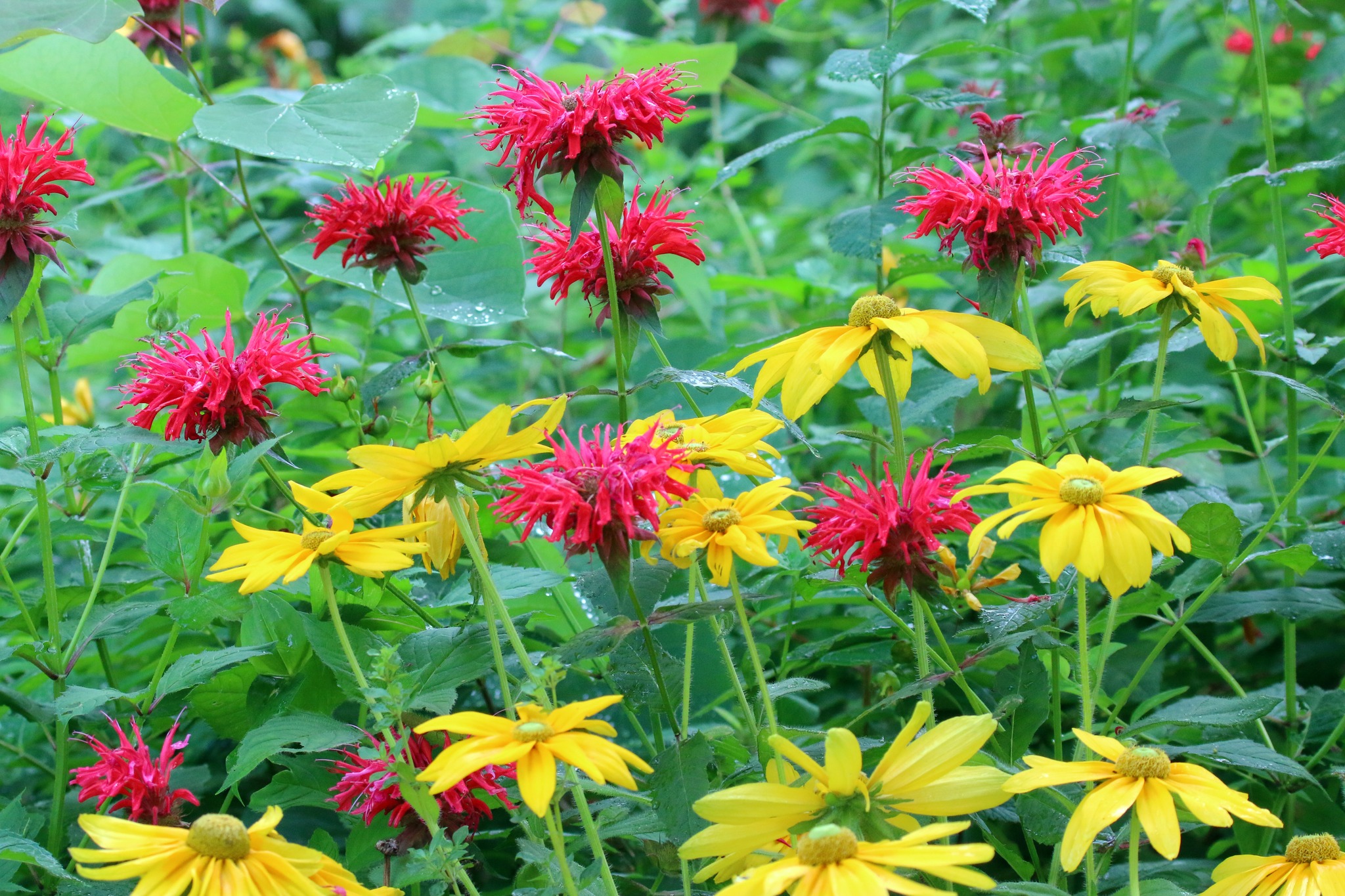 Juneteenth Flowers