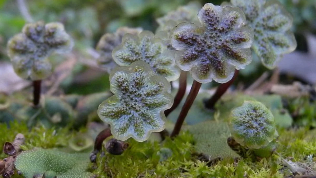 Marchantia polymorpha