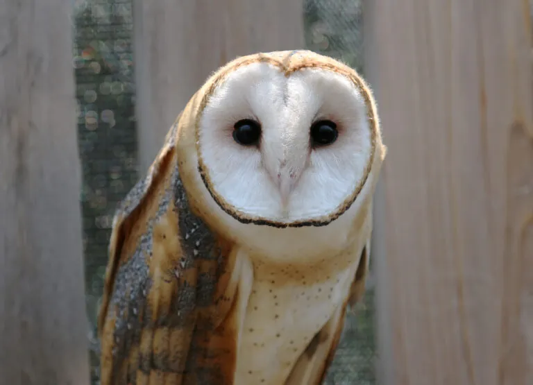 Barn owl