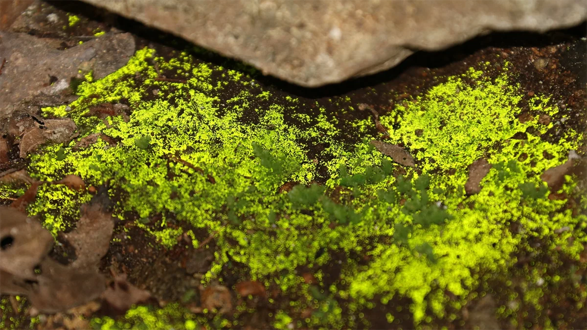 Schistostega pennata