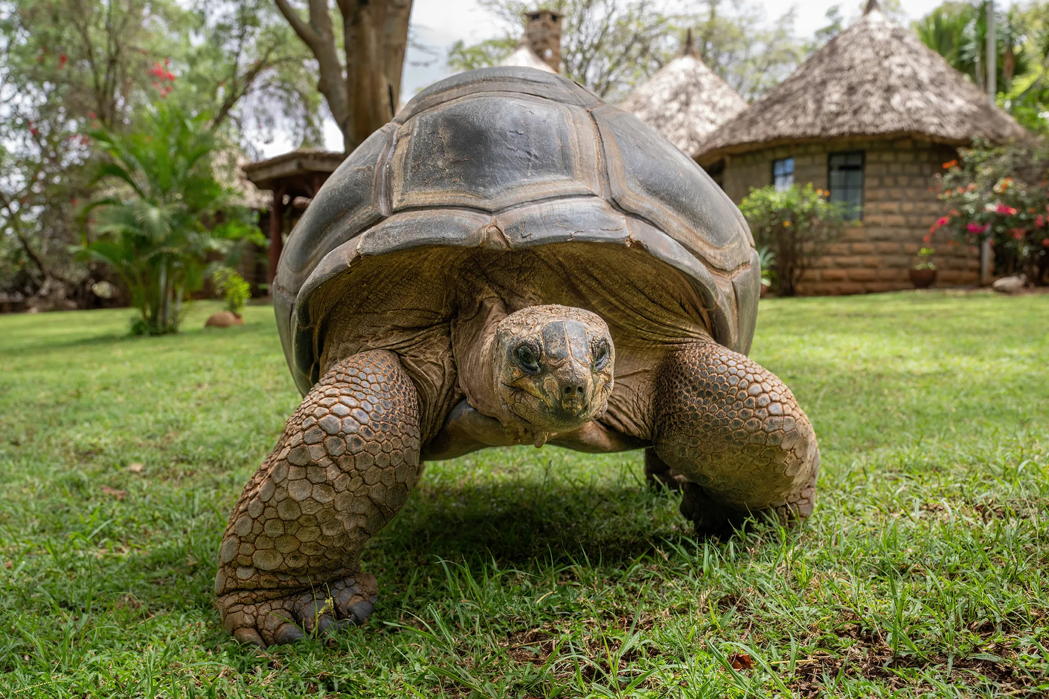 Aldabra giant tortoise