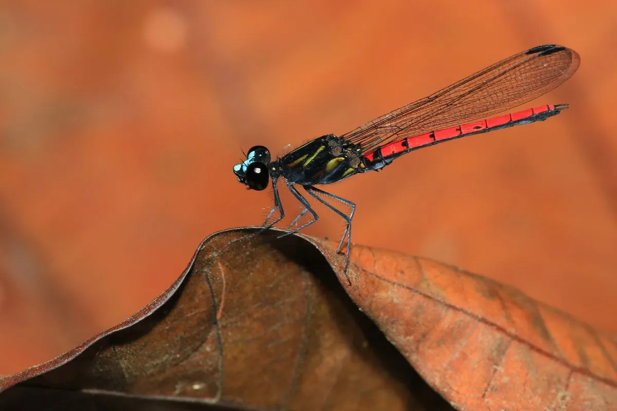 odonata_chlorocypha_cyanifrons_male