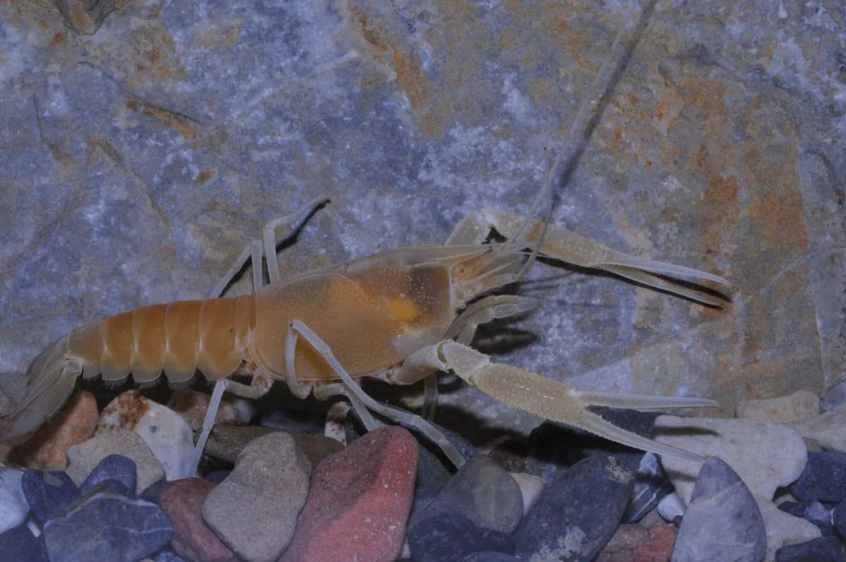 cave-crayfish