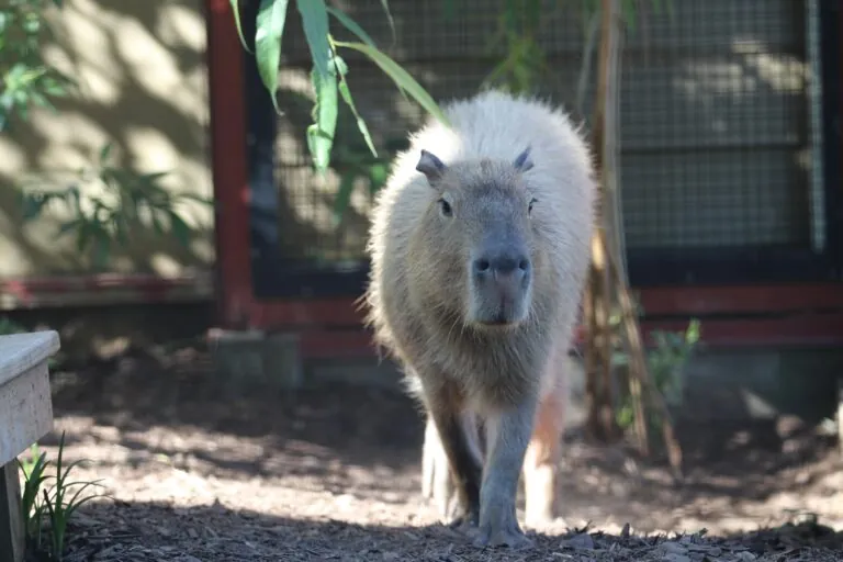 Fezzik the Capybara