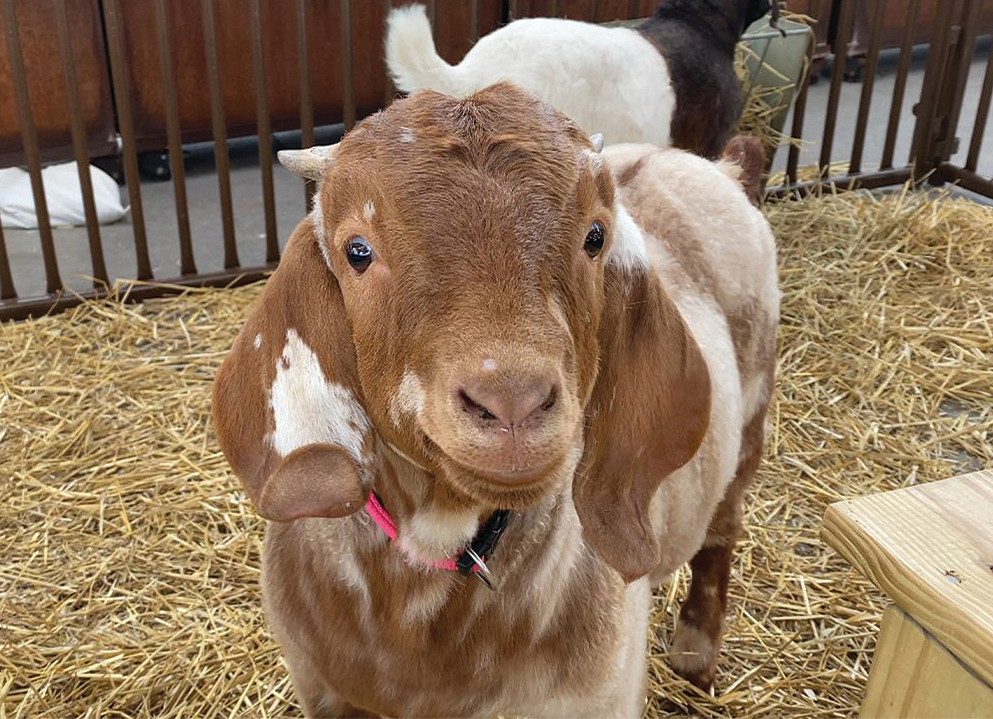 goat no tag