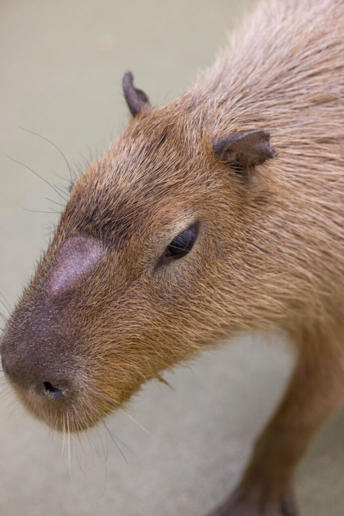 Capybara