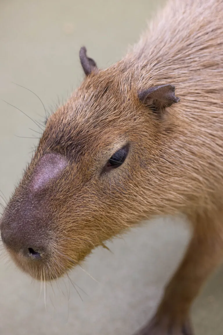 Capybara