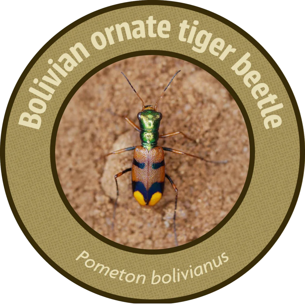 Bolivian Ornate Tiger Beetle