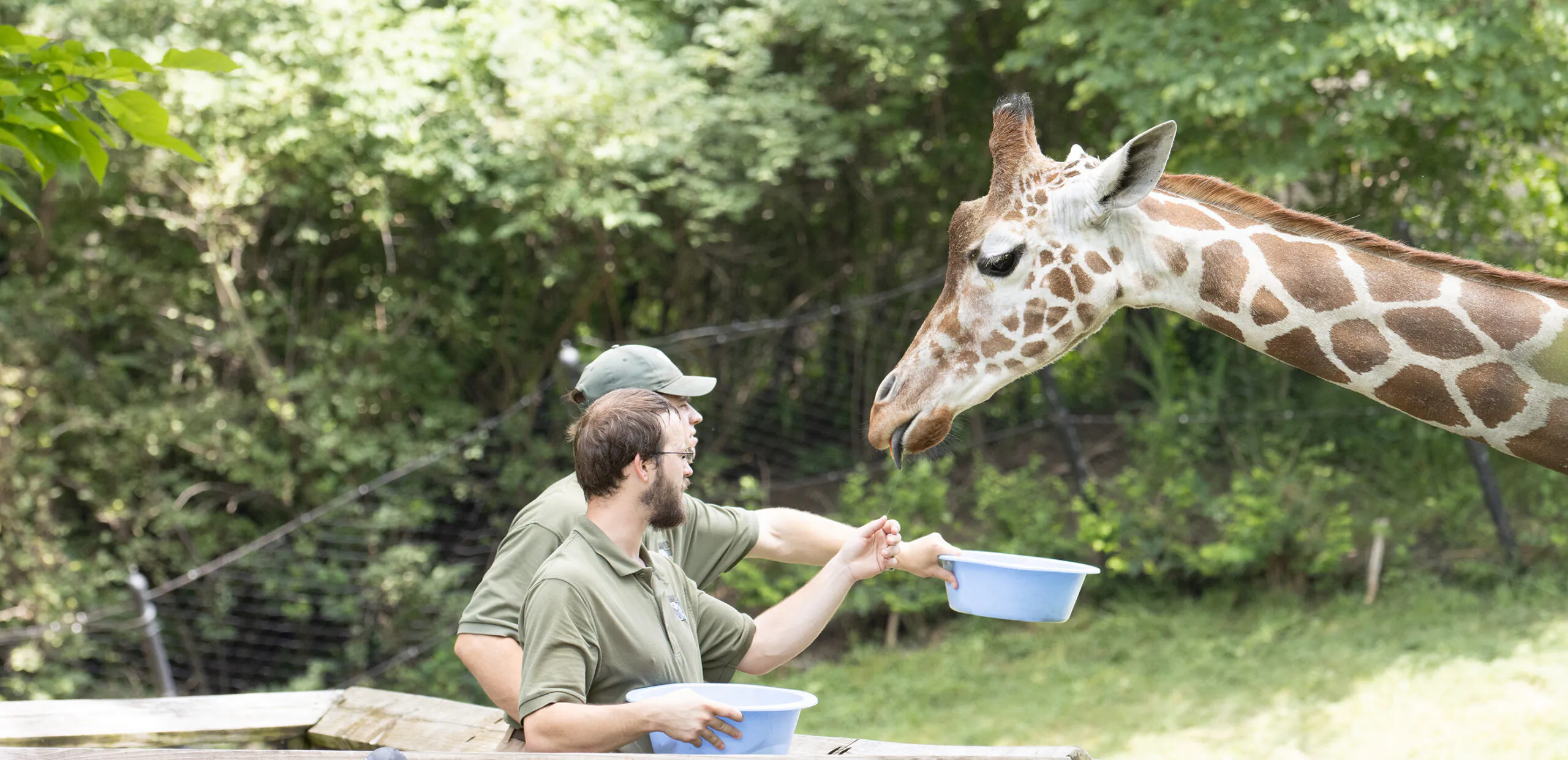 keepers feeding giraffe