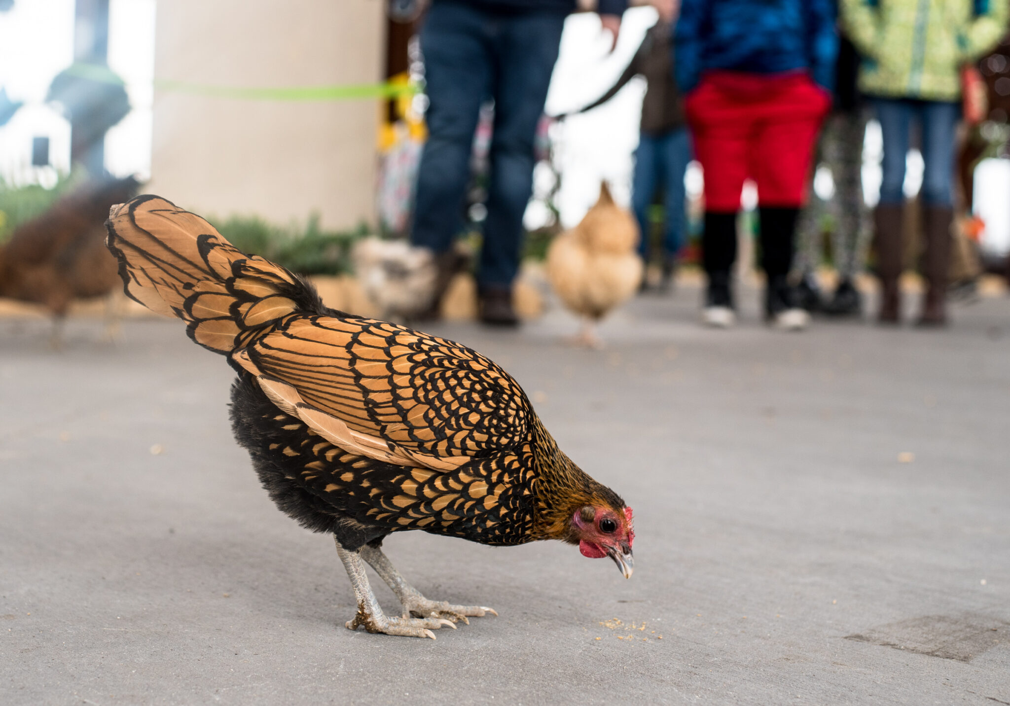 chicken chat