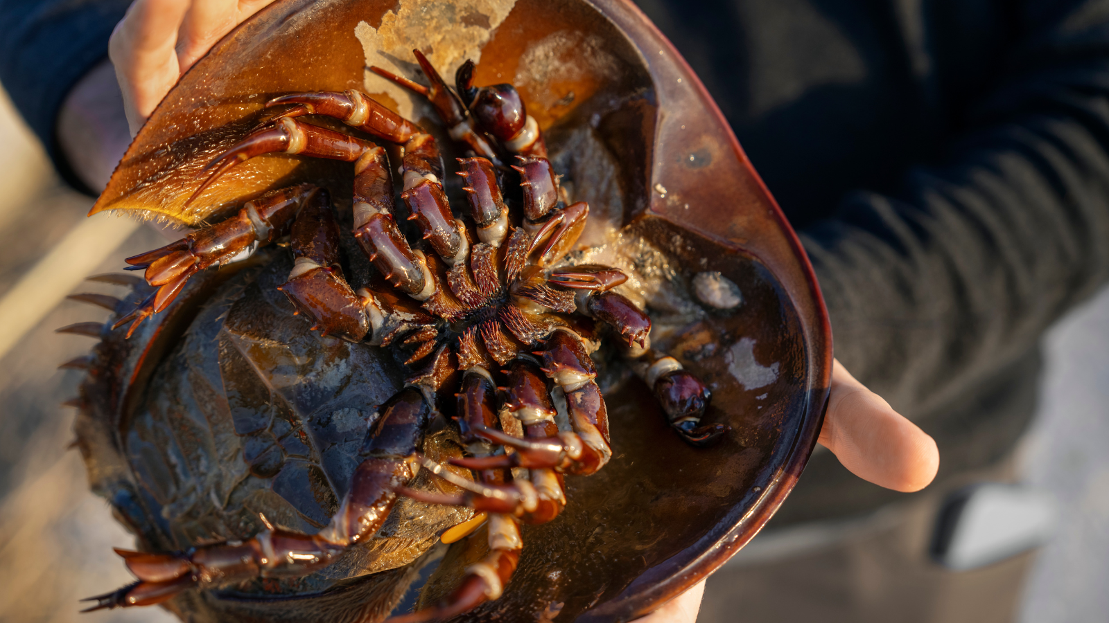 Helping Horseshoe Crabs - Indianapolis Zoo