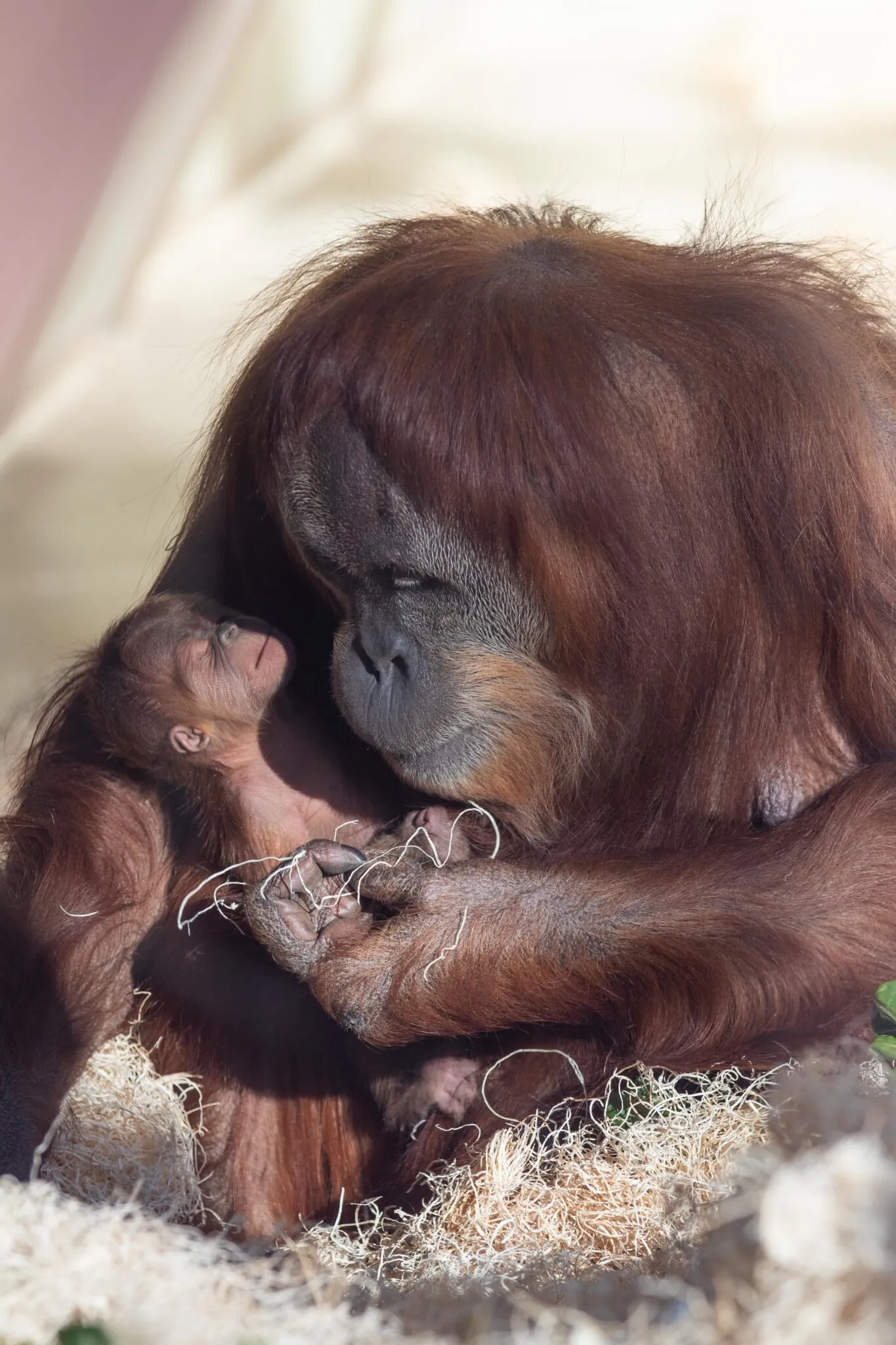 orangutan baby in mothers arms