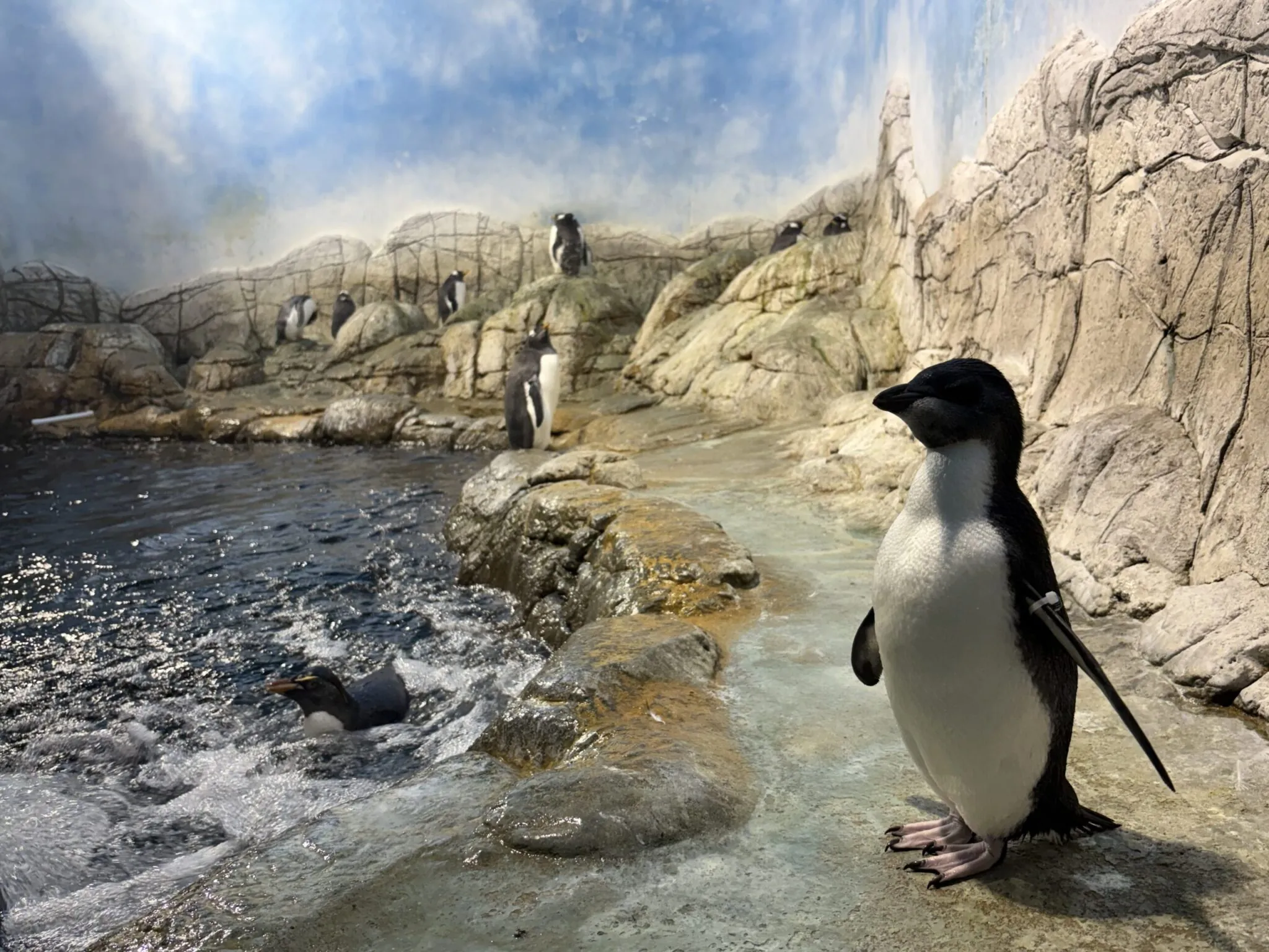 Penguin Nio on exhibit