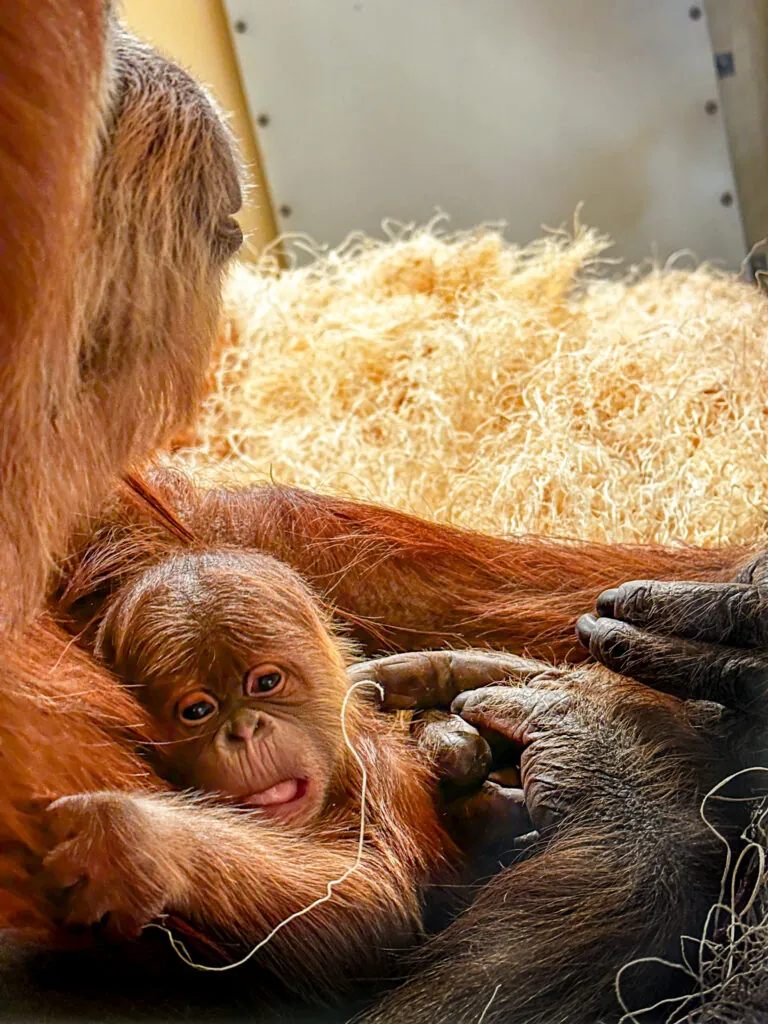 orangutan baby