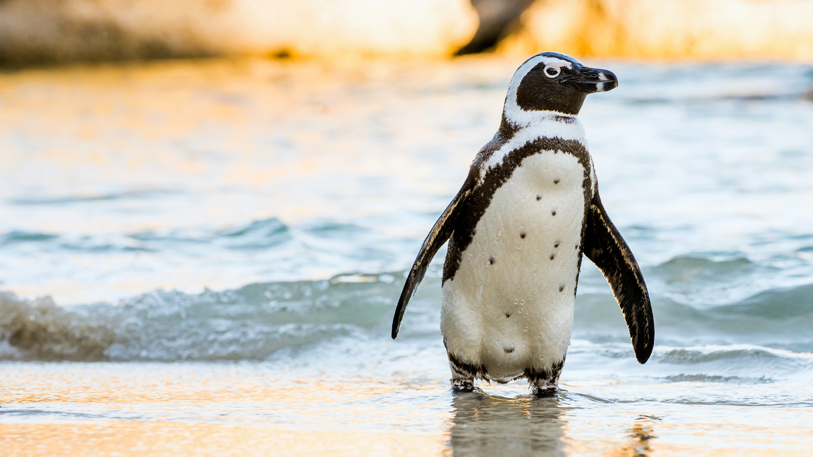 Protecting African Penguins - Indianapolis Zoo, image size:1600x900