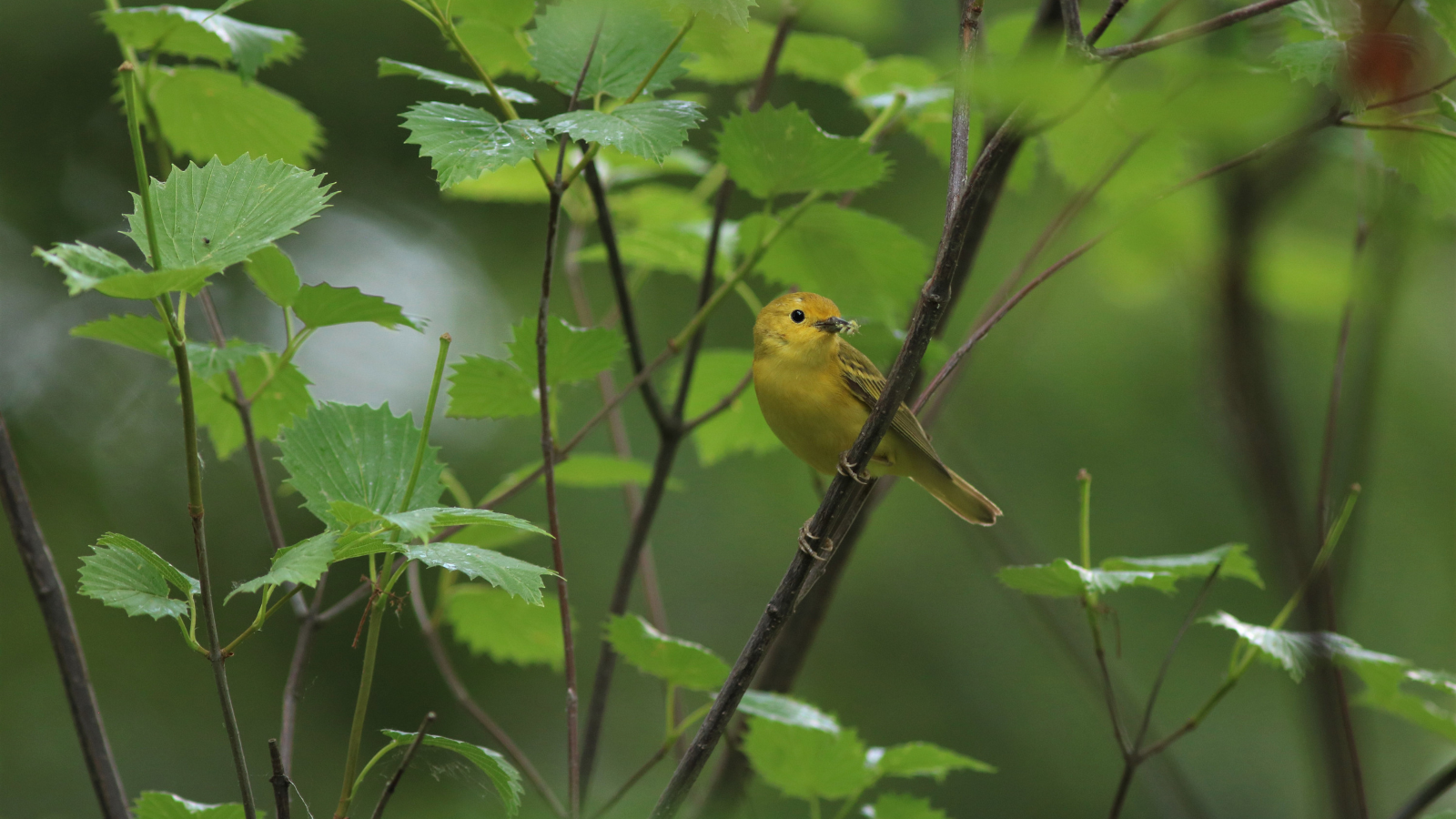 American Yellow Warbler (Setophaga petechia)