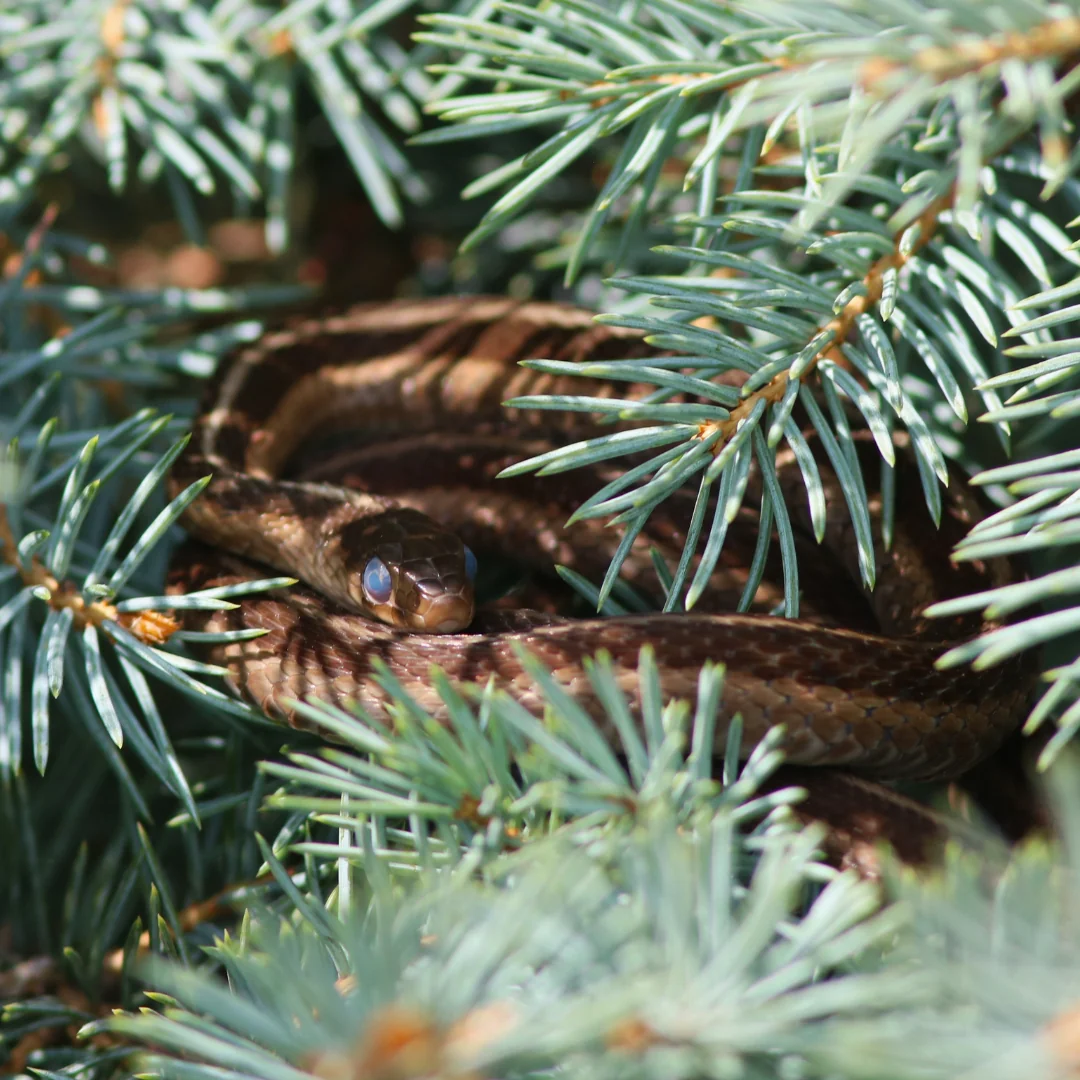 Common Garter Snake