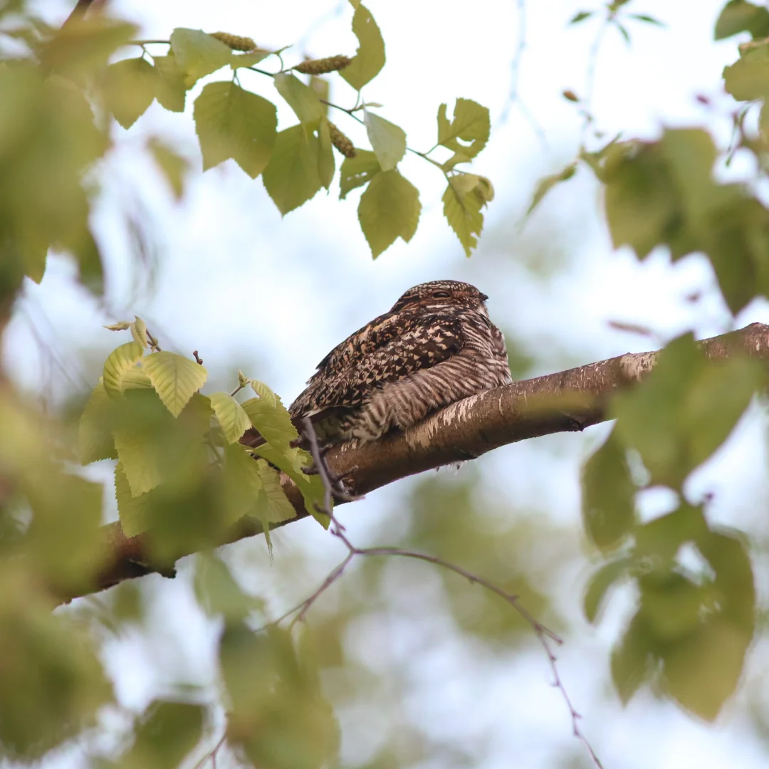 Common Nighthawk