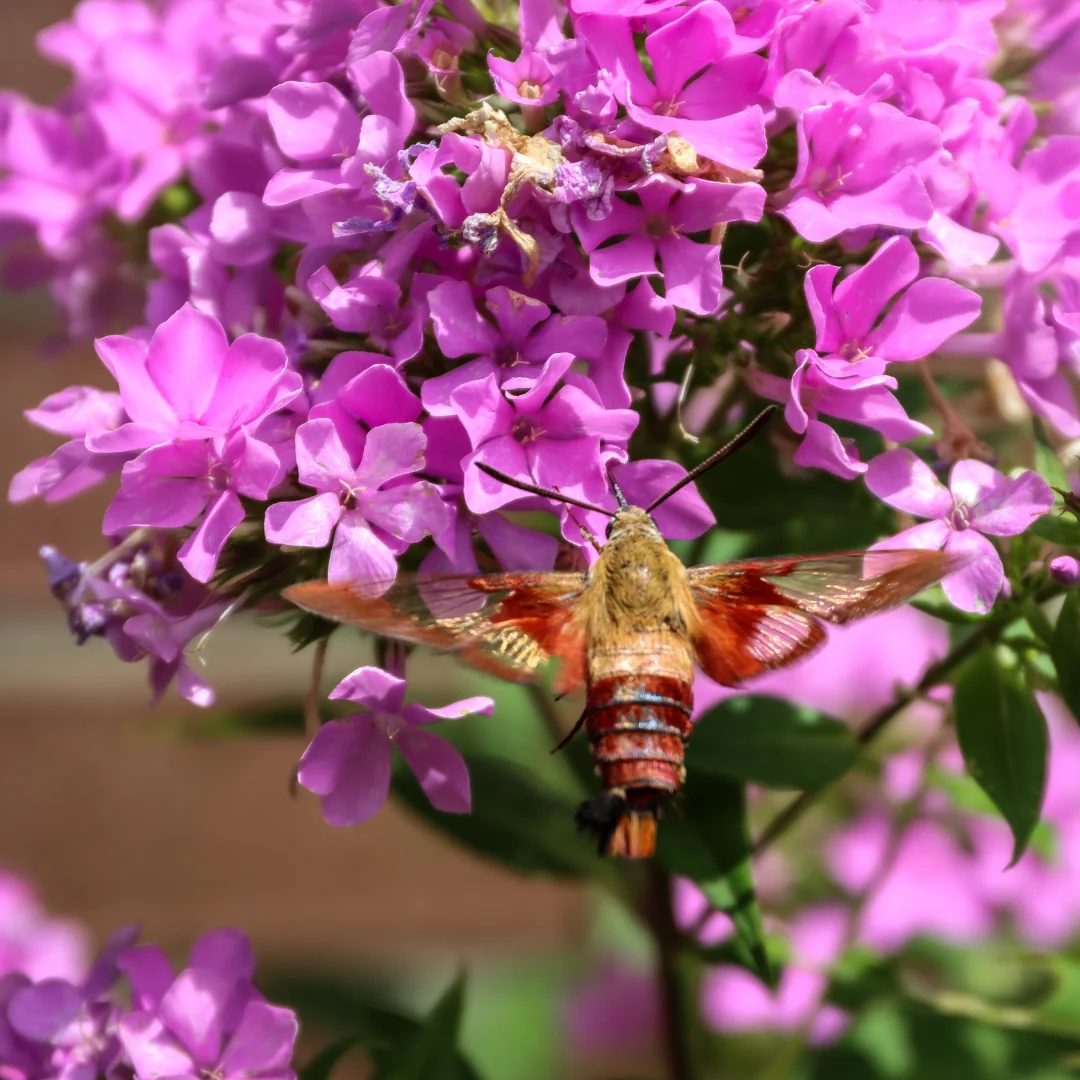 Hummingbird Clearwing Moth