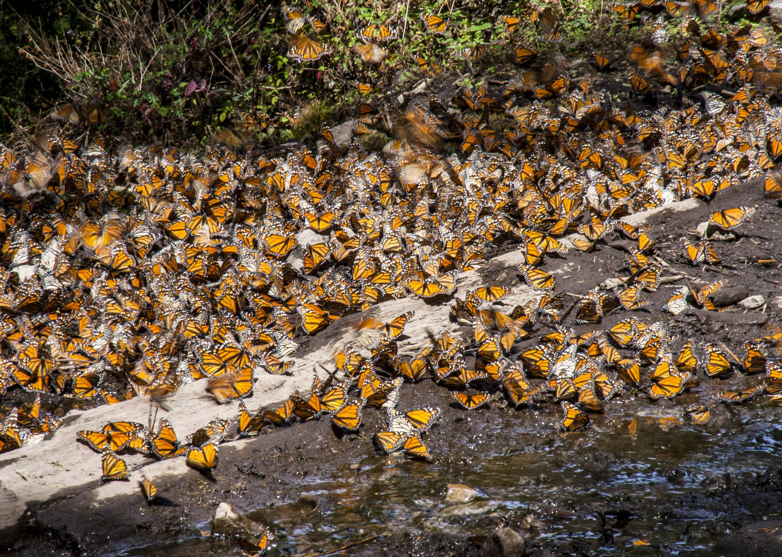 Monarch butterfly (Danaus plexippus) in Mexico