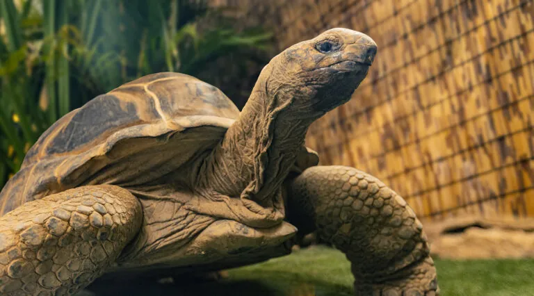 Morley_aldabra