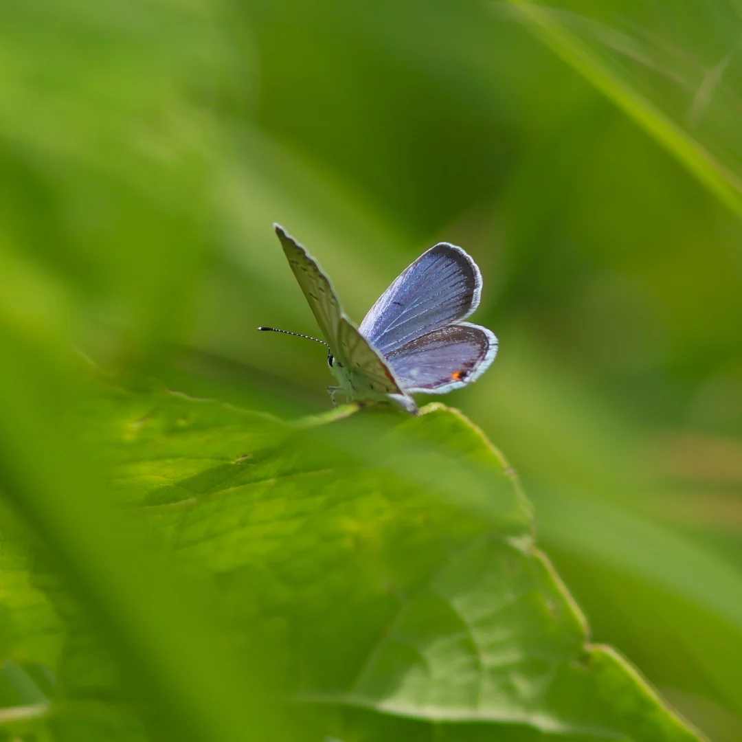 Summer Azure Butterfly
