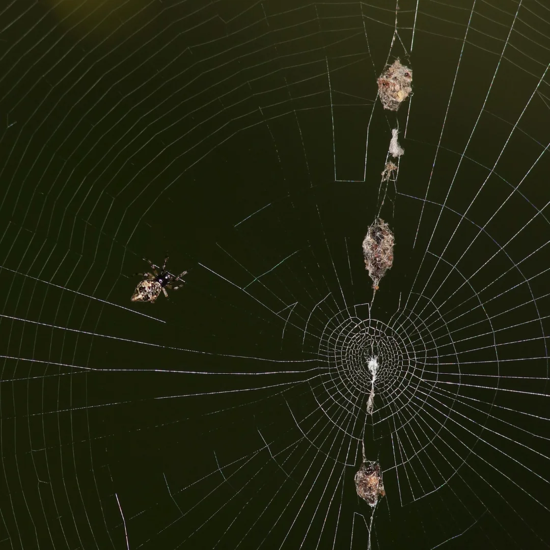 Trashline Orb Weaver