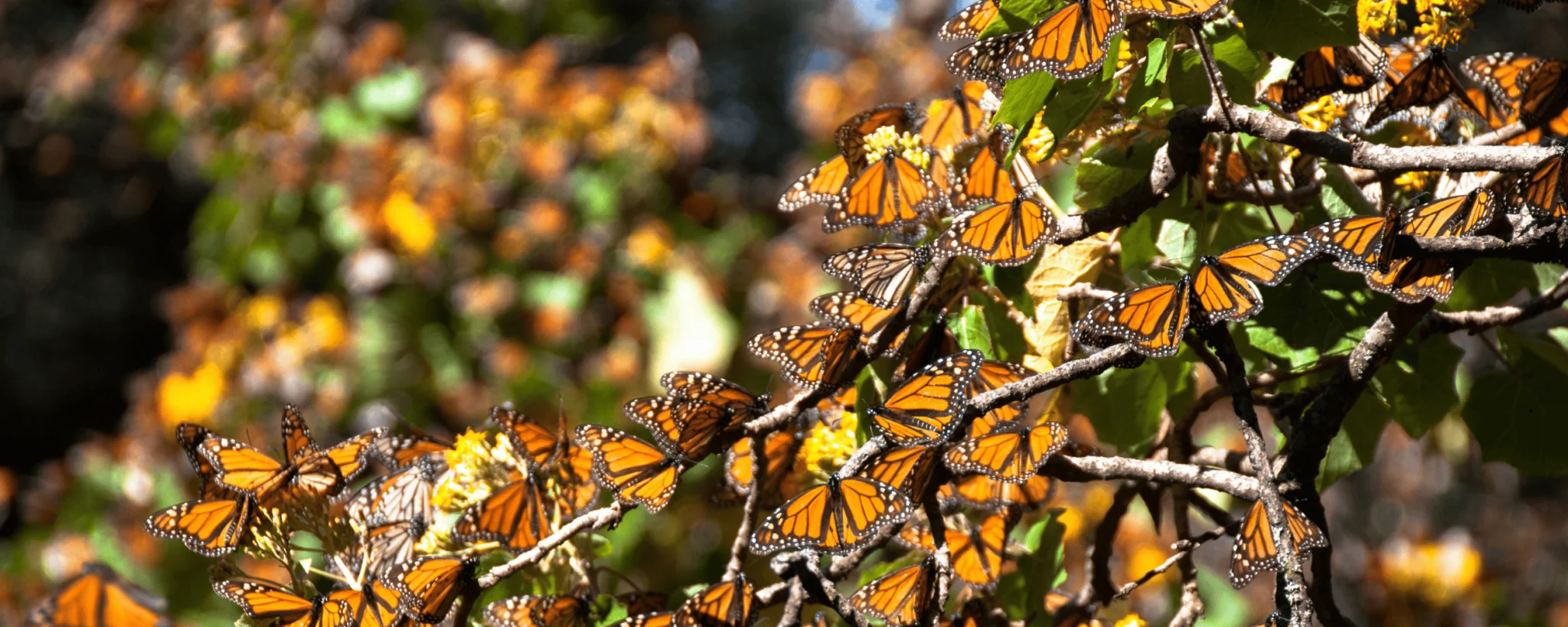 butterfly migration