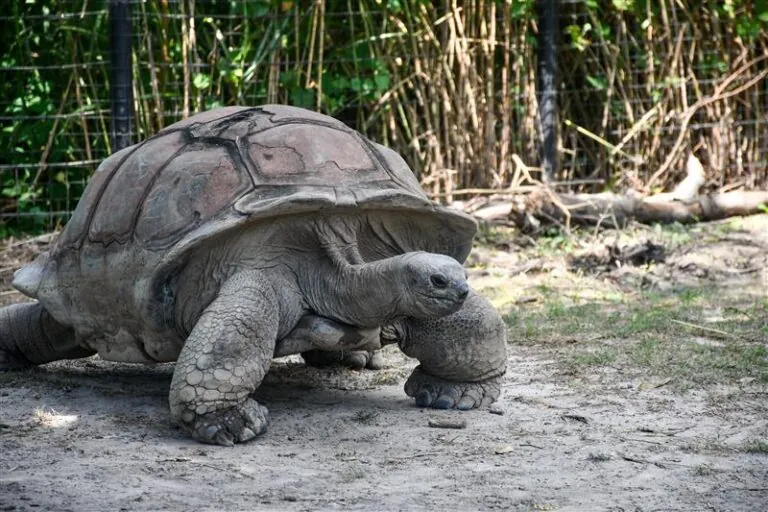giant Aldabra tortoise