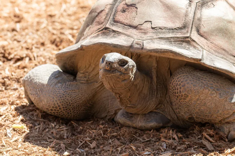 AJ_Aldabra Tortoise