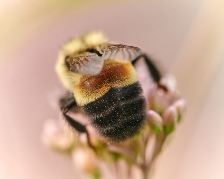 Rusty Patched Bumble Bee