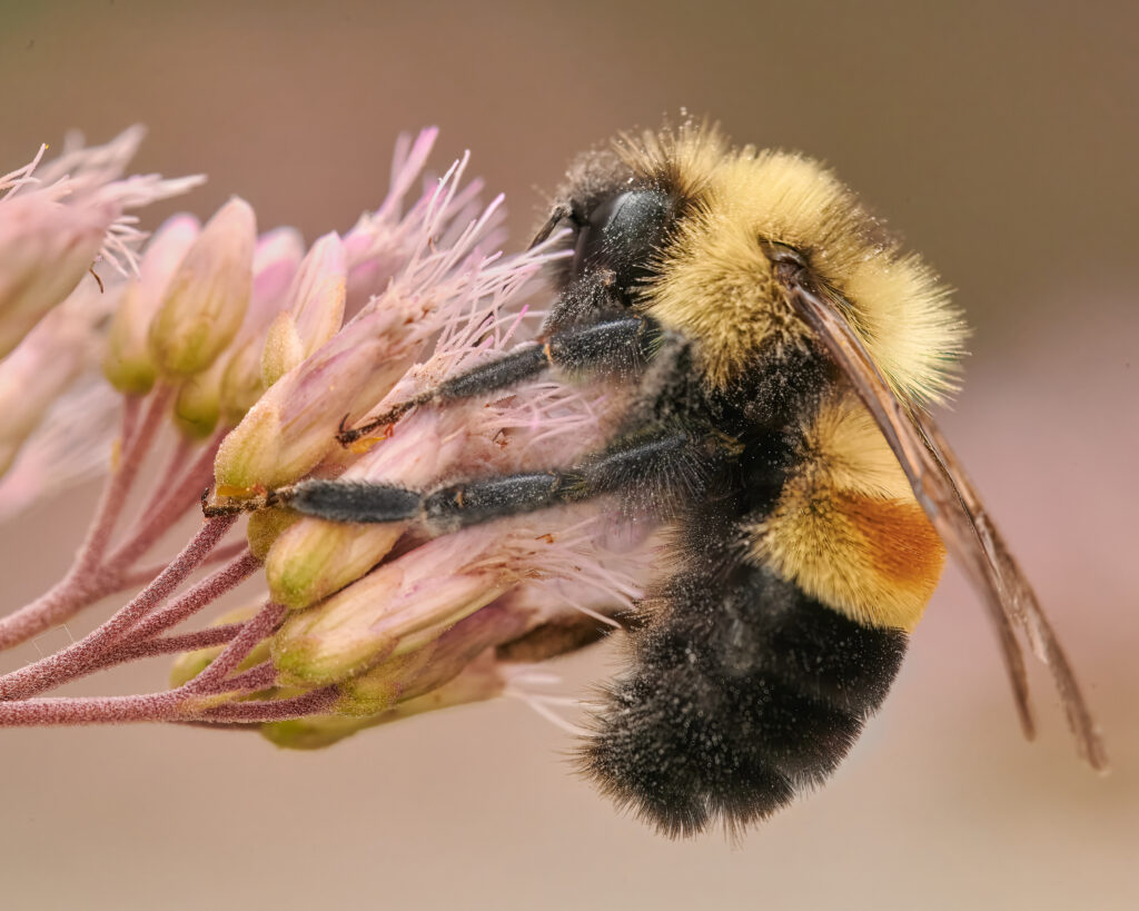 Rusty Patched Bumblebee on flower