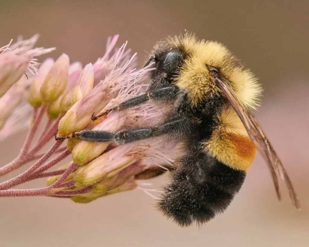 World Bee Day