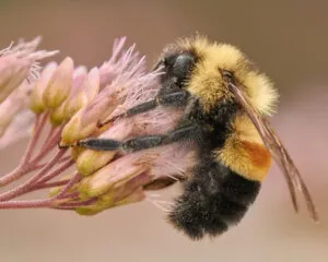 Rusty Patched Bumblebee on flower