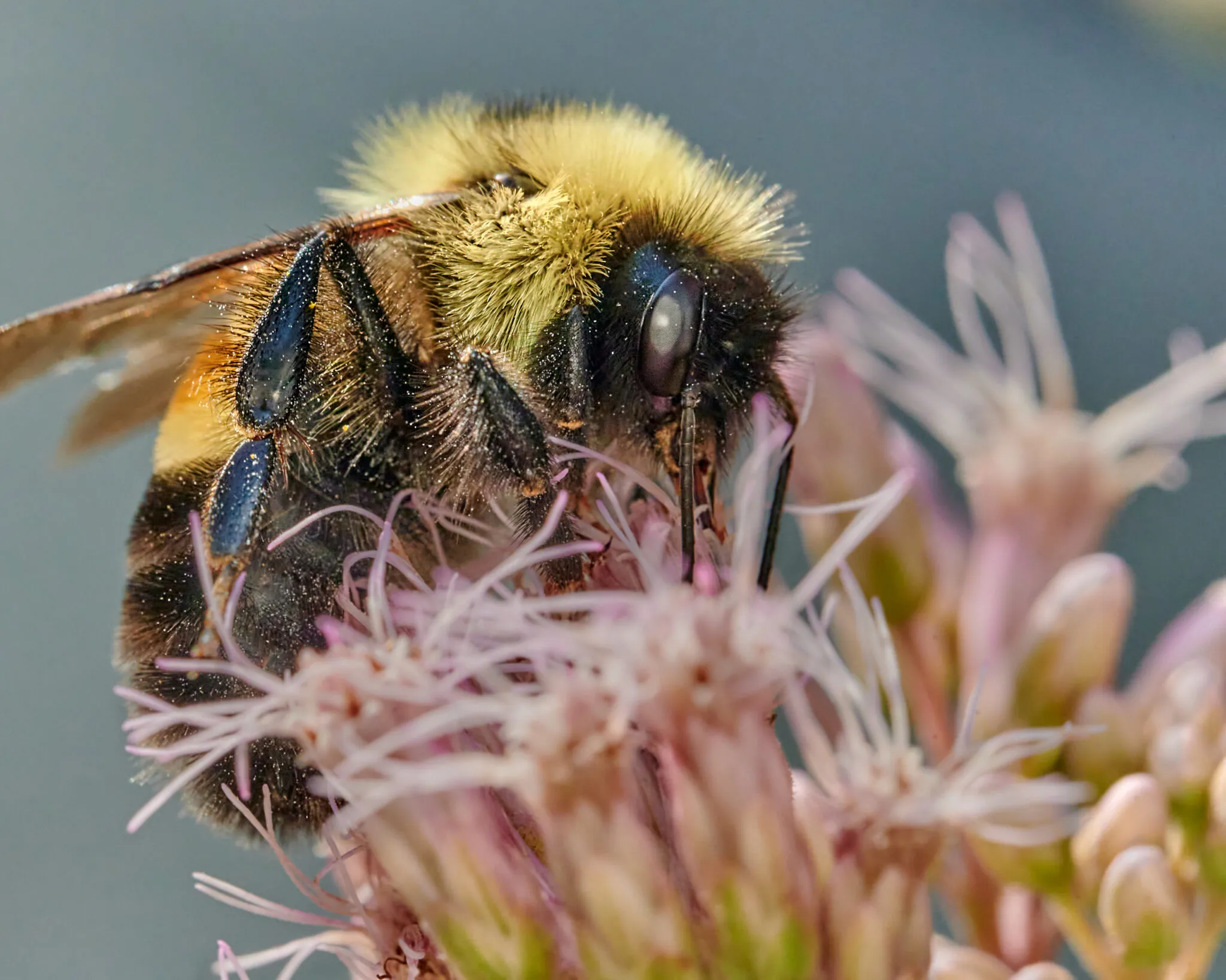 rusty patch bumble bee