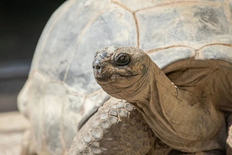 Lyn St. James | Giant Tortoise at the Indianapolis Zoo