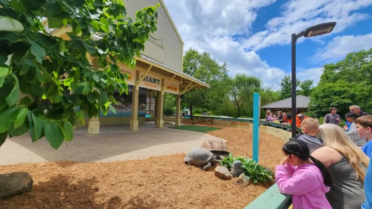 Giant Tortoise at the Indianapolis Zoo