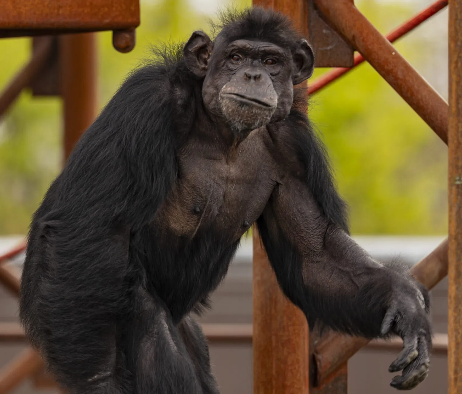 Drew Chimpanzees Indianapolis Zoo Amazing All Around