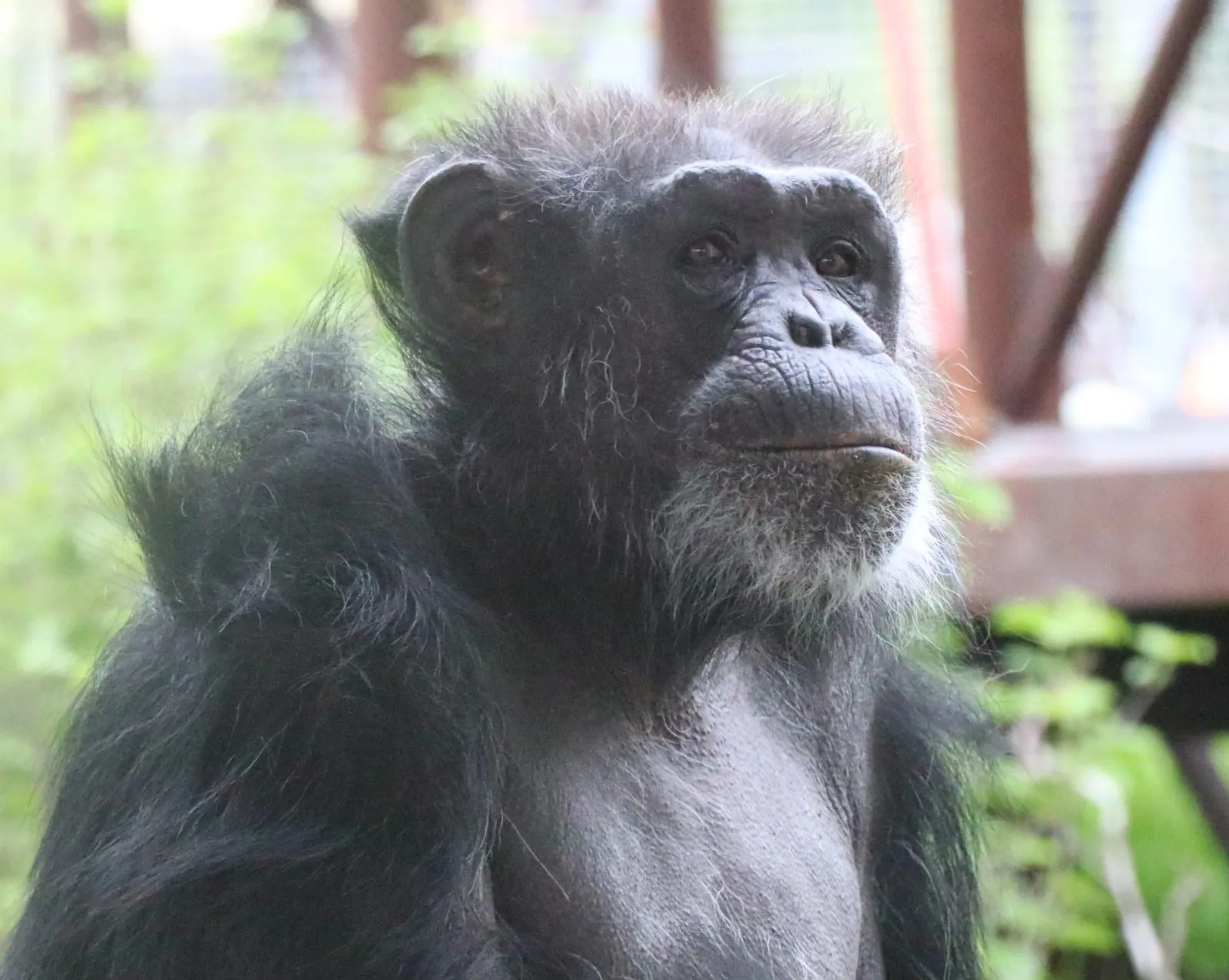 Cathy Chimpanzees Indianapolis Zoo Amazing All Around