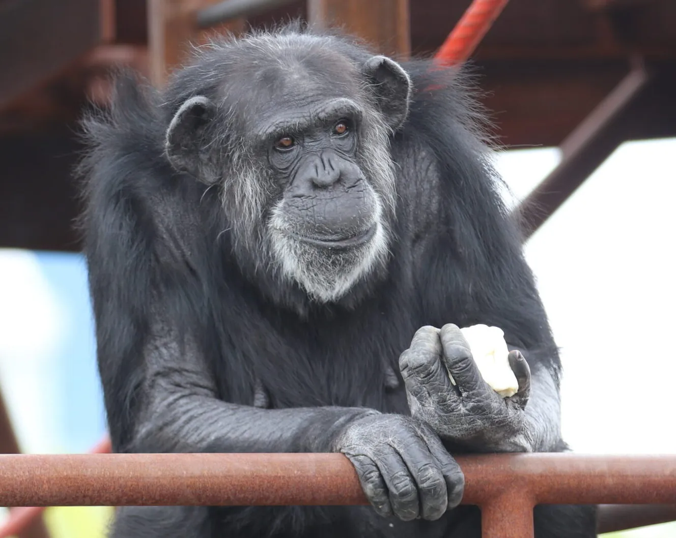 Rita Chimpanzees Indianapolis Zoo Amazing All Around