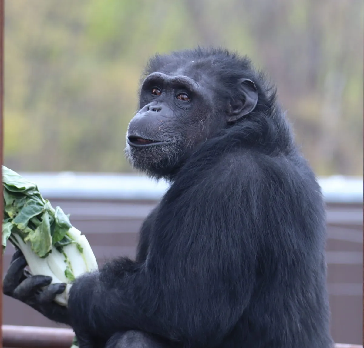 Winston Chimpanzees Indianapolis Zoo Amazing All Around
